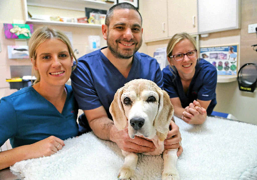 PROMPT ACTION: The staff at the Sunshine Coast Animal Emergency Service saved Beans the beagle, who had two ticks and was near to death. PROMPT ACTION: The staff at the Sunshine Coast Animal Emergency Service saved Beans the beagle, who had two ticks and was near to death.